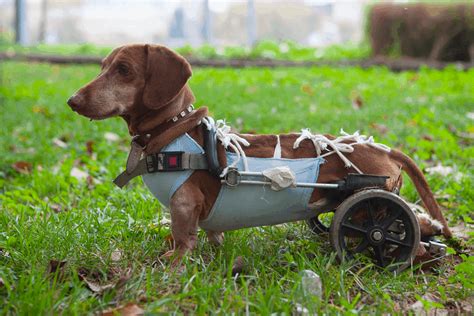 Top 8 Best Dog Wheelchairs For Dachshunds In 2023