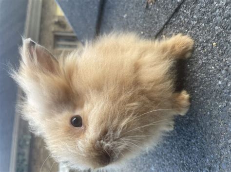 Gorgeous Baby Bunnies Rabbits For Sale