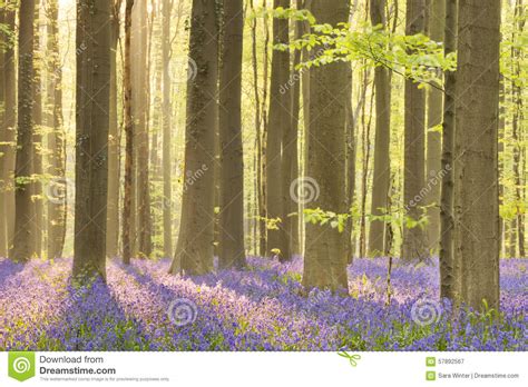 Blooming Bluebell Forest In Morning Sunlight Stock Image Image Of