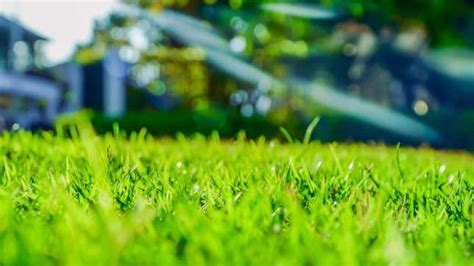 10 Ways To Grow A Greener Healthier Lawn