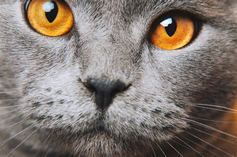 The Colors Of The Worlds Most Beautiful Cats Eyes - Cole & Marmalade