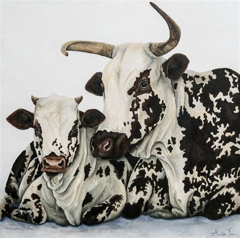 Nguni Cattle Artofit