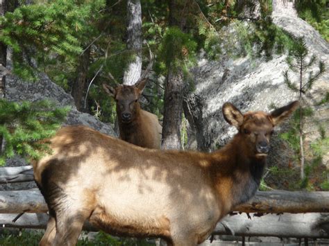 Yellowstone: The Nearby Regions width=