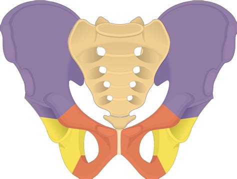 Hip Bones Anatomy