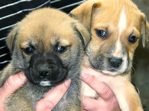 Check spelling or type a new query. Two 6 Week Old Brown German Shepherd Puppy | German shepherd puppies, Shepherd puppies, Puppy ...