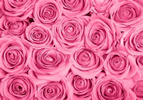 Pink Roses Wallpapers Top Nh Ng H Nh Nh P