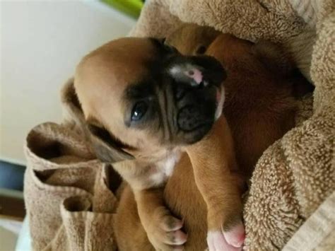 Stunning boxer puppy california, san francisco. pure boxer puppies for sale in Fresno, California - Puppies for Sale Near Me
