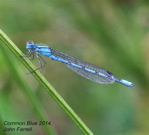 Common Blue Attenborough Nrnottingham John Farrell Flickr