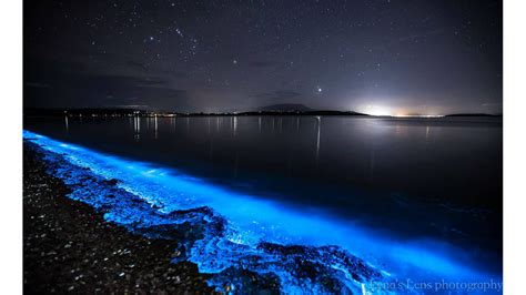 Bioluminescence Lights Up Tasmanian Shoreline Creates Beautiful Photos