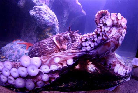 Wallpaper Octopus Sea Underwater 5408x3656 Barantr90 1242481