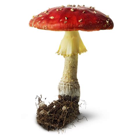 Mushrooms And Toadstools