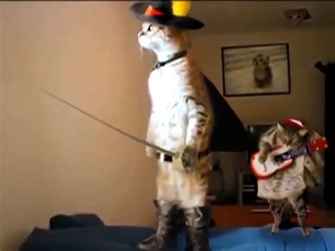 Real Life Puss In Boots Vidéo Dailymotion