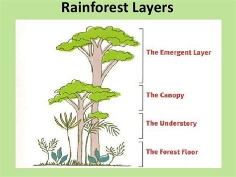 Emergent Layer , The Canopy Layer , The Understory Layer ...