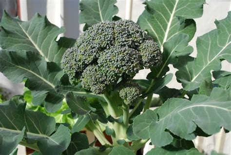 Broccoli Varieties Types Of Broccoli Varieties Of Broccoli