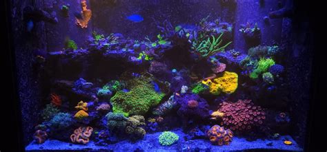 Erics 150 Gallon Mixed Reef Tank Frag Box Corals