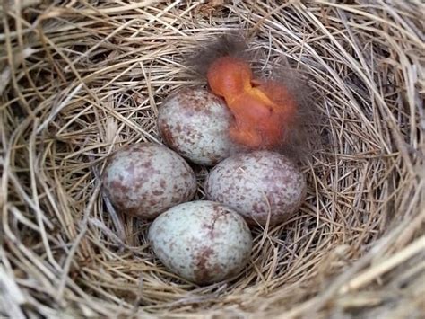 How Long Does It Take For Sparrow Eggs To Hatch