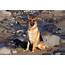 German Shepherd Wallpaper Free HD Dog Downloads