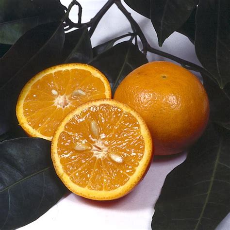 Mandarin Orange Citrus Reticulata My Garden Life