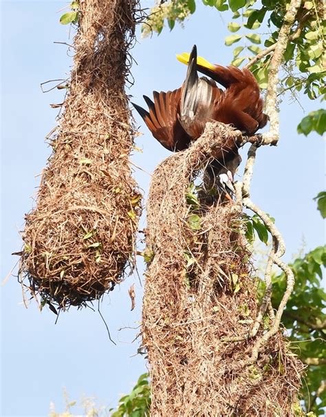 10 Weird And Wonderful Type Of Nests Of Different Bird Species