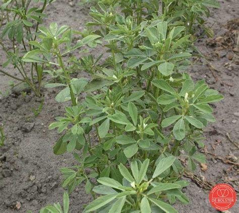 Het heeft ook een rustgevend effect op de luchtwegen en de keel waardoor het hoest en keelpijn kan verlichten. Biologische fenegriek is een plant waarvan de zaden worden gebruikt in chutney en onderdeel zijn ...