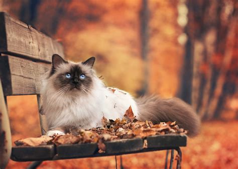 Himalayan Cat In Autumn