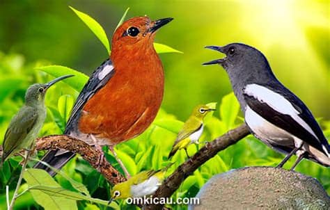 Jantan * dewasa/muda paruh jantan bagian bawah (dagu) berwarna hitam * tidak memiliki garis atau alis warna putih diatas mata * ekor burung jantan dominan lebih panjan dari betinanya * suara bisa variasi (nembak/breem) bahkan bila. Download lima kombinasi suara burung betina untuk ...