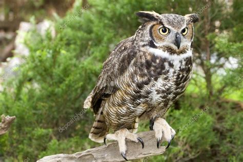 Great Horned Owl — Stock Photo © Jilllang 7999926