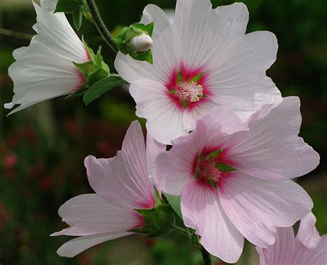 Pink And White Flowers