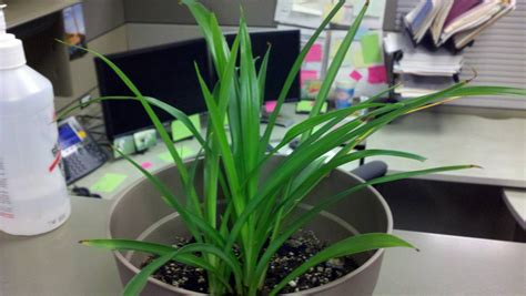 These pests can be somewhat challenging. diagnosis - My indoor plant has an orange mold-like ...