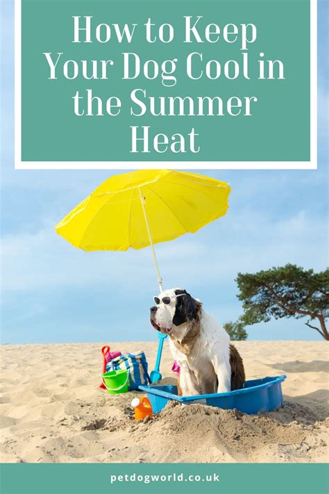 How To Keep Your Dog Cool In The Summer Heat Pet Dog World