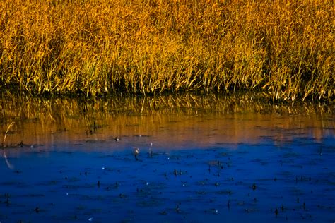 Free Images Tree Water Marsh Swamp Sunset Sunlight Morning