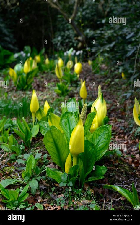 Lysichiton Americanus Yellow Skunk Cabbage Flowers Flowering Bloom
