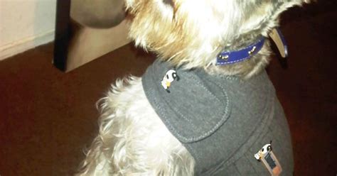 Can a cat thundershirt calm your kitty? Thundershirt!! Finally!! Can be homemade, fit snugly ...