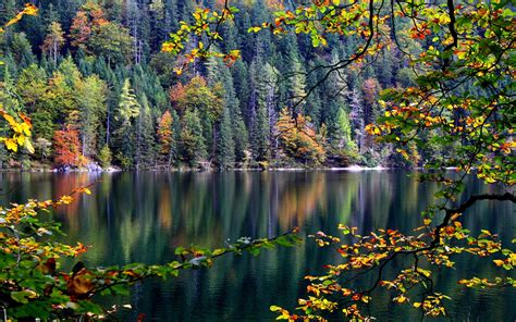 Wallpaper Forest Trees River Autumn Leaves 1920x1200