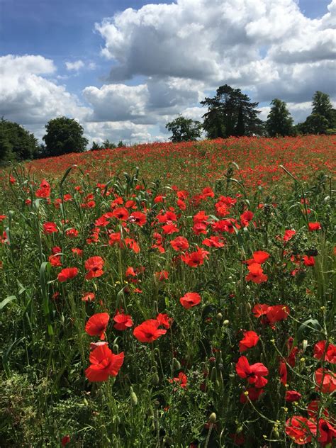 A Field Full Of Red Flowers Under A Cloudy Blue Sky