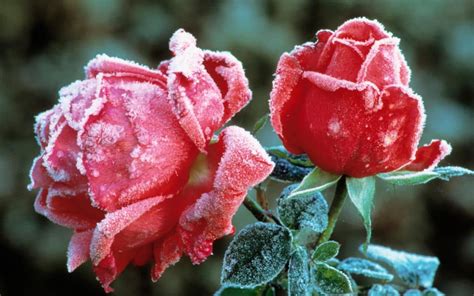 A Rose In Winter Top 10 To Choose From Order And Plant As Soon As It