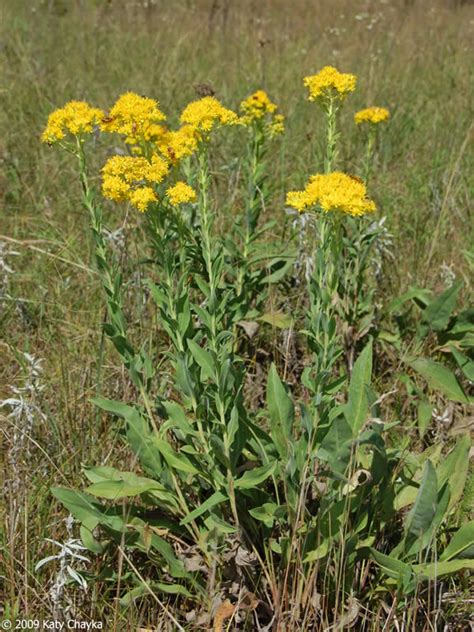 Wild Yellow Flowers Identification Plant Identification Closed Tall