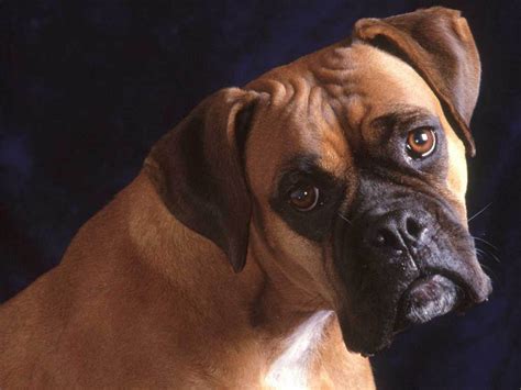 Xs Wallpapers Hd Boxer Dog Wallpapers