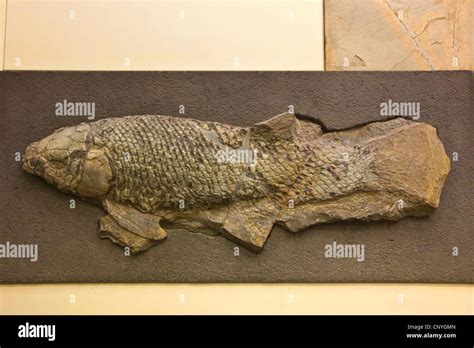 Coelacanthiformes Coelacanths National Geographic The West Indian