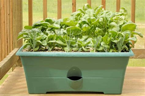 Best Fall Vegetables To Grow On Your Apartment Balcony