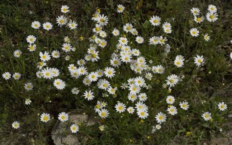 Plants That Look Like Chamomile Learn About Them