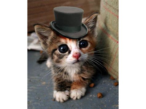 Kitten In A Top Hat Aww