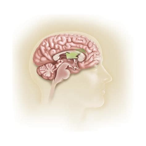 Corpus Callosum Human Brain Brooch Art Prints Iphone Wallpaper Art Impressions Brooches