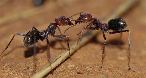 Ants Antennae Both Send And Receive Chemical Signals Science News