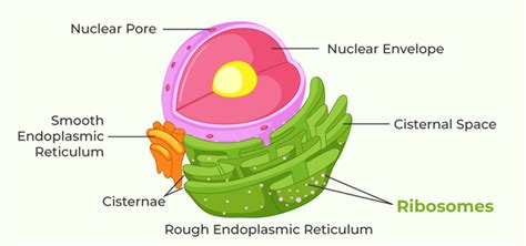 What Are Ribosomes Definition Structure Function And Disorders