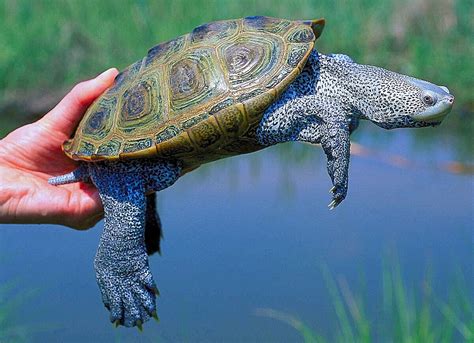 Curious About Turtles The Shelled Reptile Is Easy To Observe The