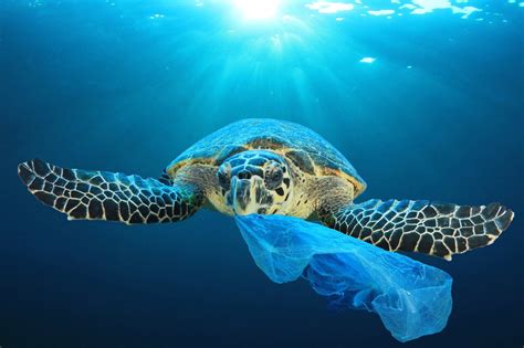 How Plastics Affect Sea Turtles Marine Life Plastic Pollution