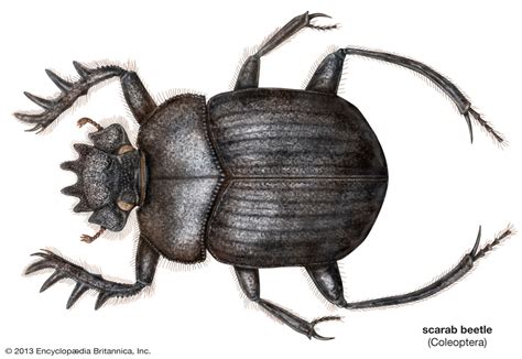 Scarab Beetle Definition And Facts Britannica