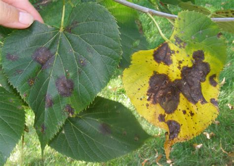 Leaf Spot Diseases Of Trees And Shrubs Umn Extension