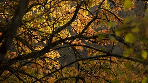 Download Wallpaper 3840x2160 Tree Branches Leaves Light 4k Uhd 169